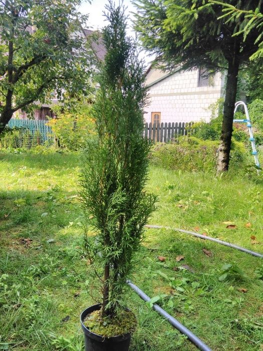 Thuja Smaragd 80 - 90 cm w Donicy max przyjec Podlaska TANI DOWÓZ