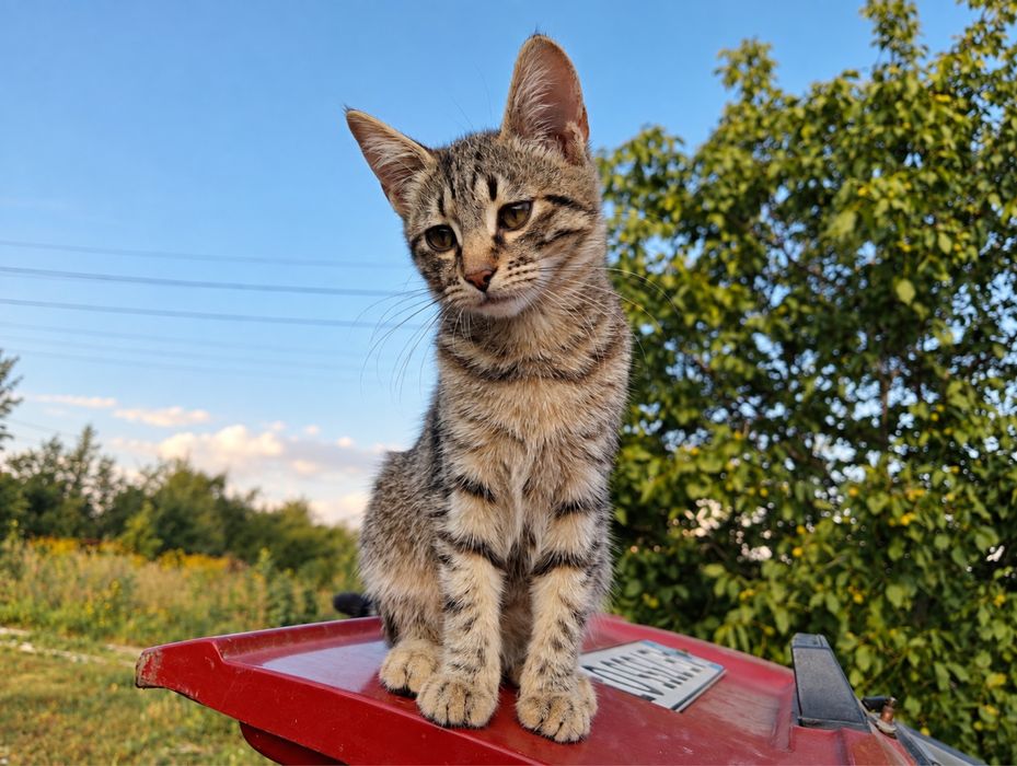 Котята, котики, коты