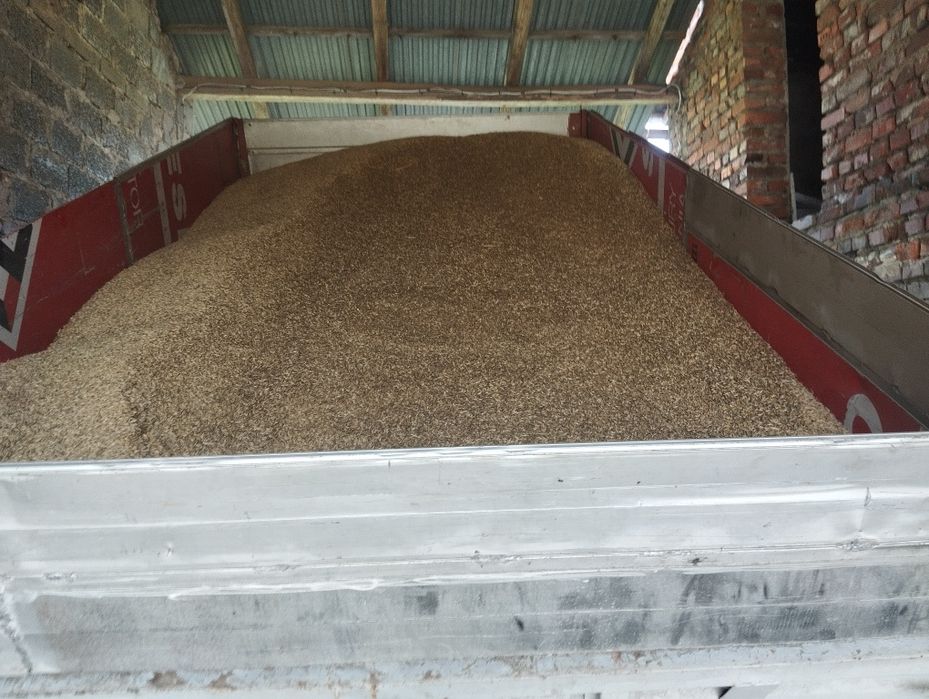 Pszenica jare paszowa