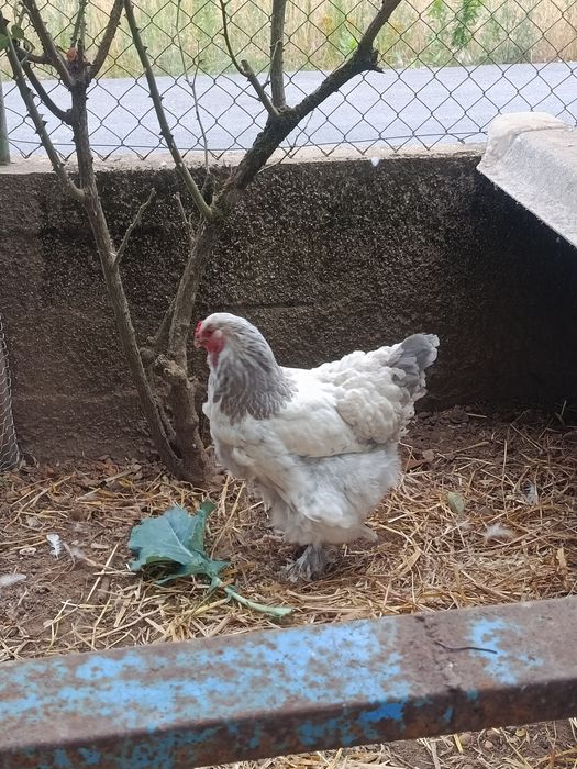 Brahmas, orpington ,há venda