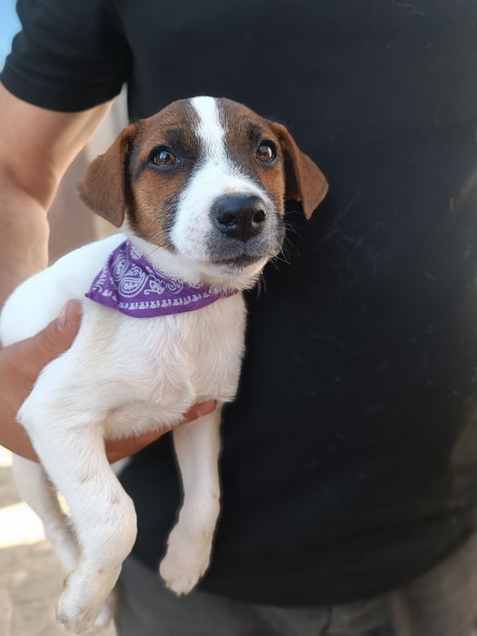 Одесса привитая родословная девочка Джек