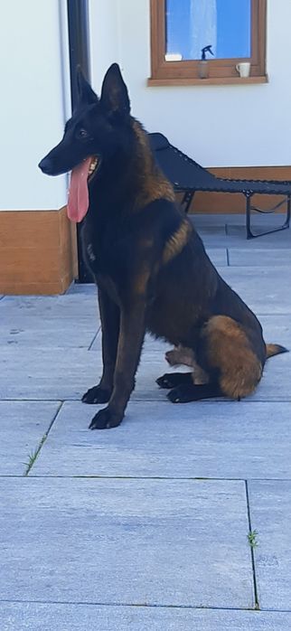 Owczarek Belgijski Malinois Piesek ZKwP