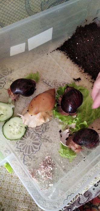 Равлики ахатини улитки