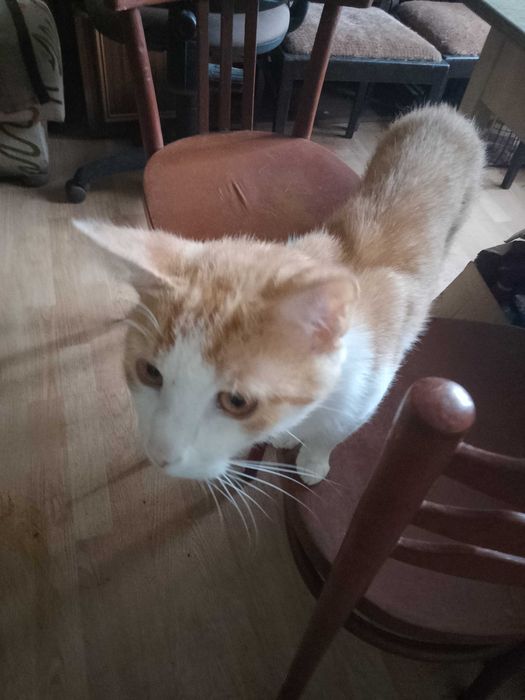 Zaginoł kot w Podgrodziu