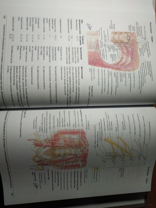 Клиническое обследование в ортопедии с иллюстрациями Неттера