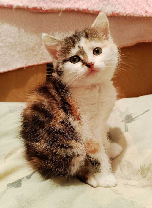 Безкоштовно гарних кошенята