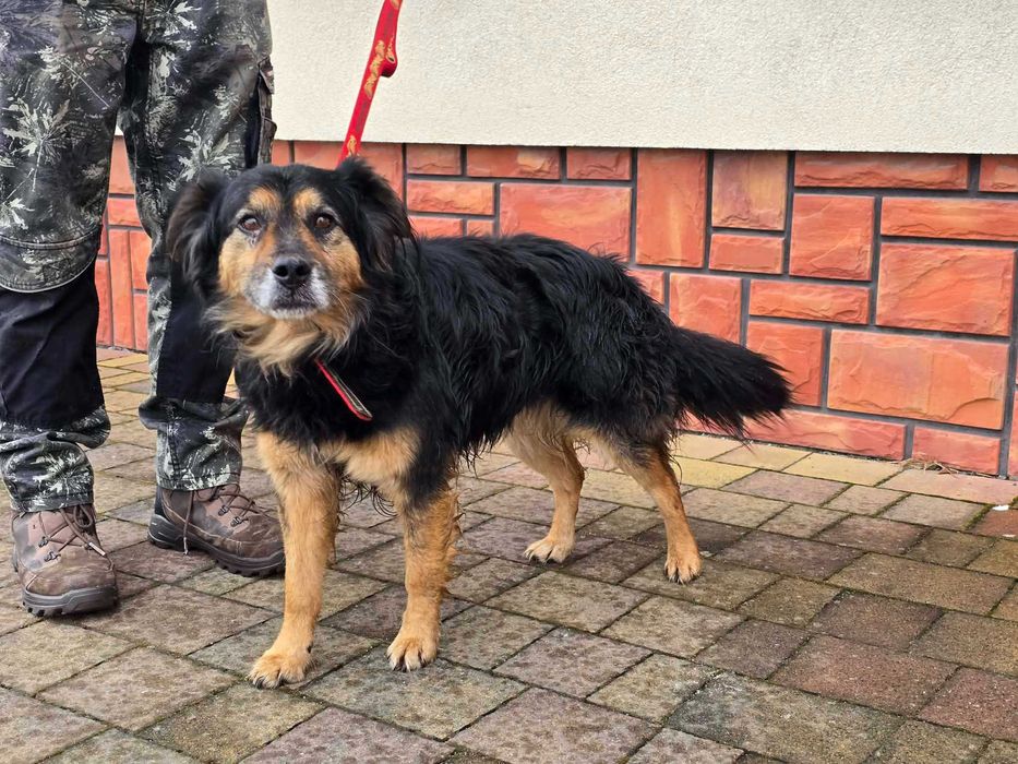 Stiker - starszy piesek szuka domu