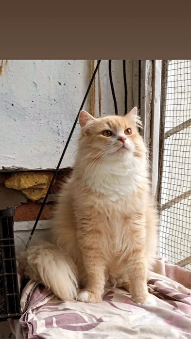 Отдам персикового пушистого кота, 1 год,,кастрирован,  привит