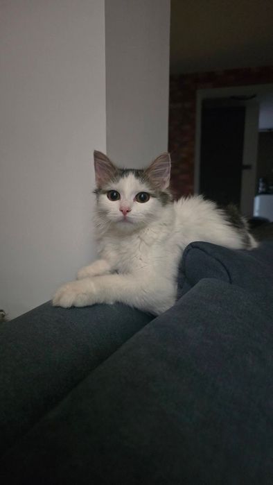 Kotka do adopcji