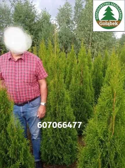 Thuja Tuja Szmaragd 160cm żywopłot SADZENIE TRANSPORT