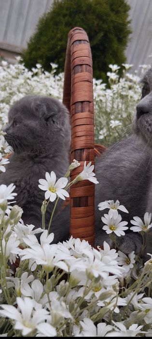 Шотландські кошенята