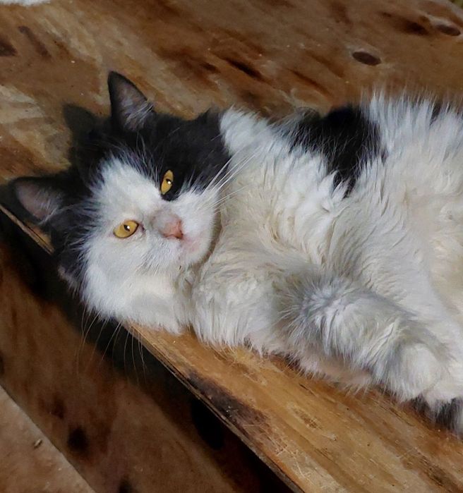 Отдам даром в добрые руки пушистую черно-белую кошечку