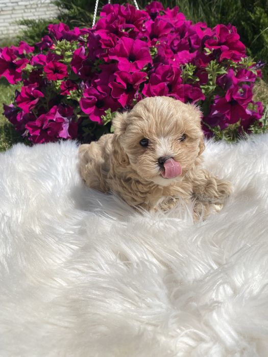 Мальтипу ф1 цуценятка міні