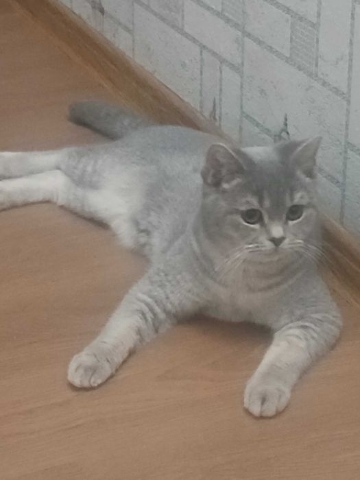 Британский прямоухий мальчик