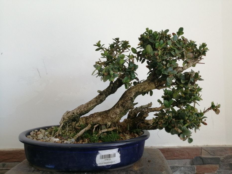 Buxus Bonsai 15cm. Vaso japonês.