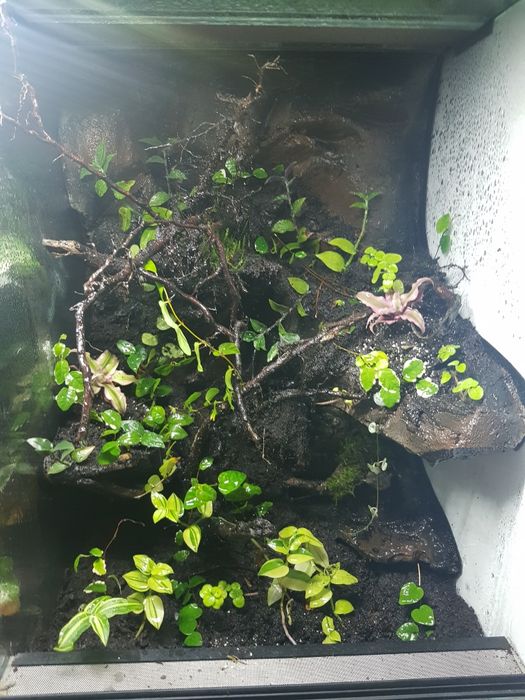 Terrarium tropikalne wysoka jakość