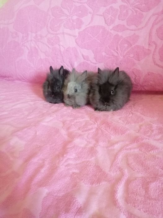 Króliki miniaturki królik miniaturka