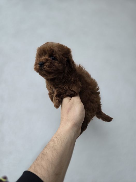 Maltipoo f2b pudel toy red Brown maltipoo f1b
