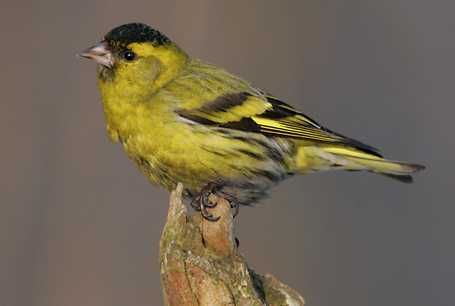 Sprzedam ptaki europejski.