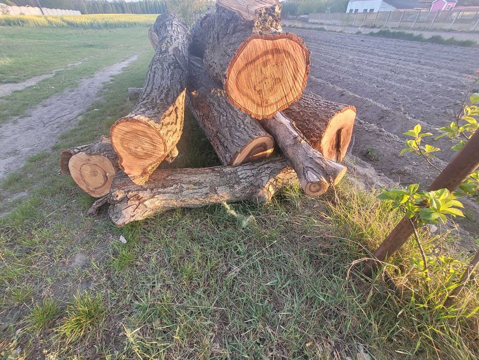 Drzewo orzech włoski