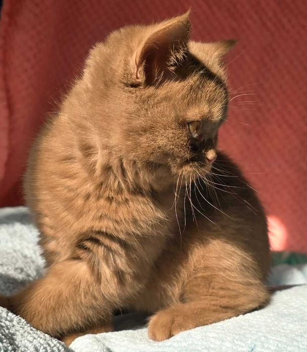 British Shorthair cinnamon com pedigree