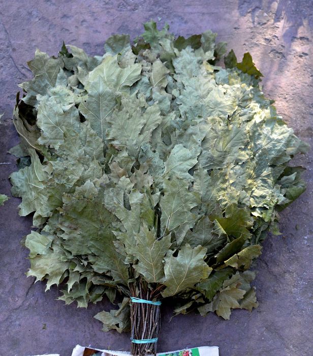 Канадський дуб. Веники. Банні віники. Канадский дуб.