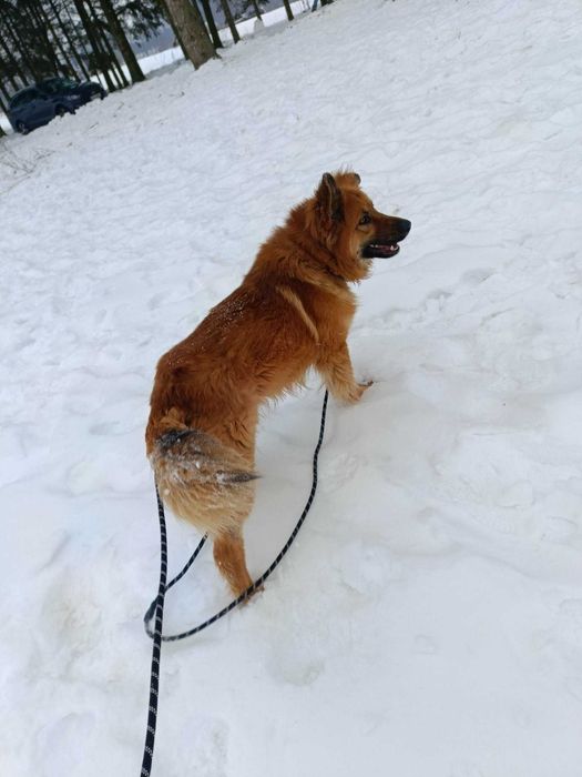 Foxi - kudłaty rudzielec o wielkim sercu