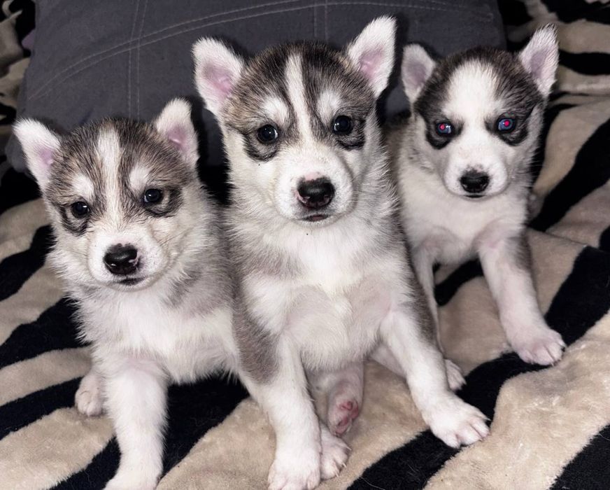 Красивые щенки хаски