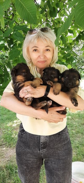 Цуценята німецької вівчарки