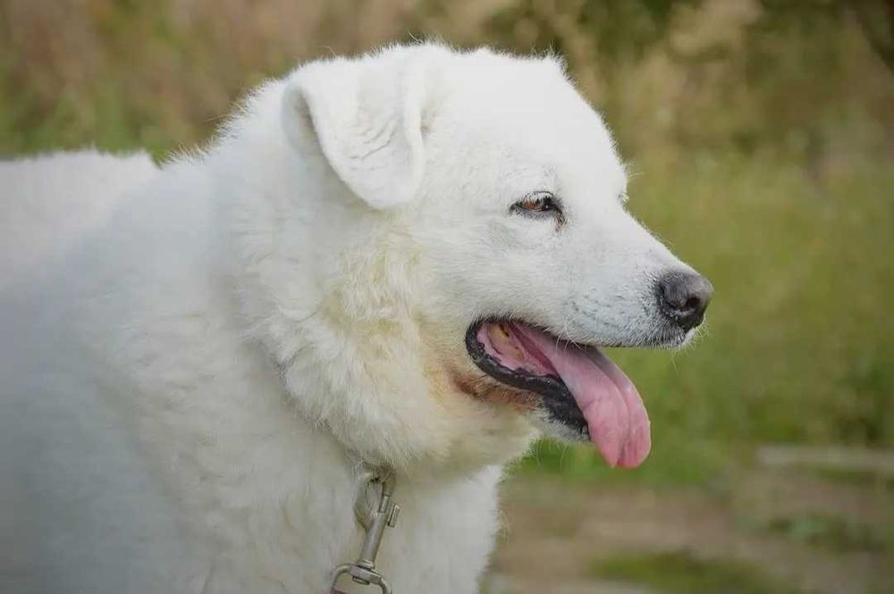 Pokochaj Monę - białą, majestatyczną sunię!