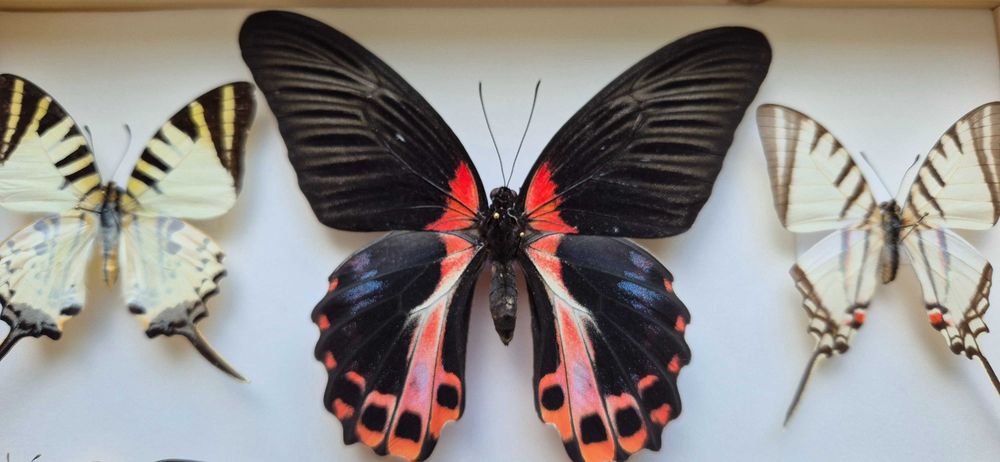Gablotka motyle Morpho godarti Papilio Junonia i inne na ścianę