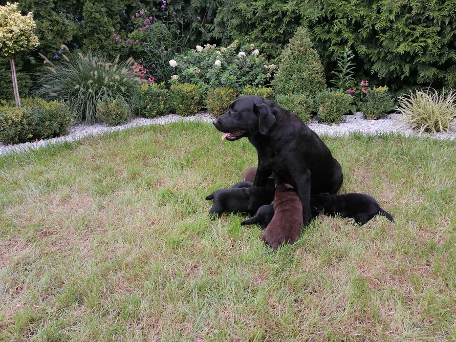 Labrador retriver suczka sunia