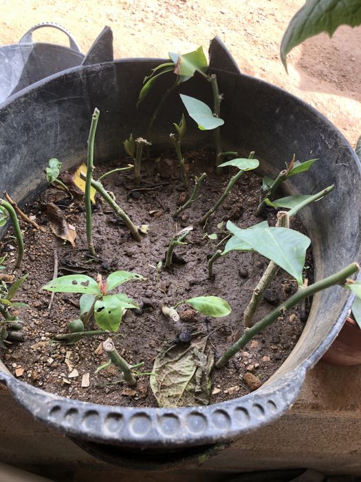 Planta ora-pro-nobis