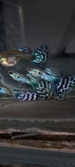 Gupik ivory czysta linia długie ogony okazja