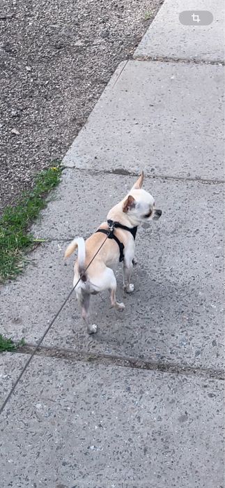 Чихуахуа мини ищет невесту, 1,5 кг