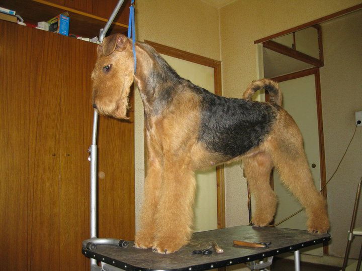 Тримминг и стрижки собак.