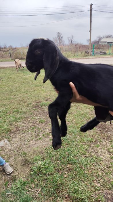 Англо-нубійські 100% кози