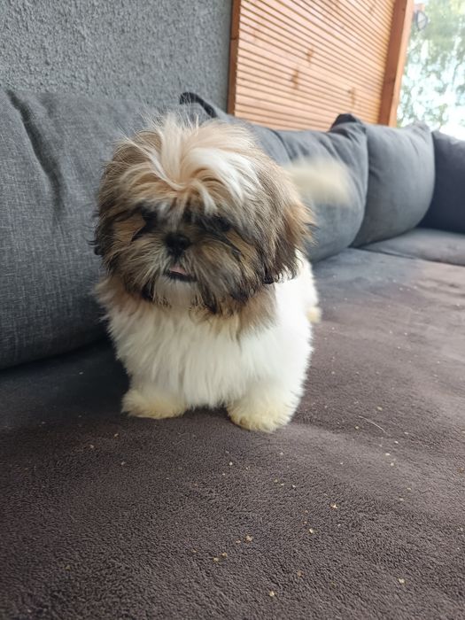 Piękne pieski shih tzu z rodowodem
