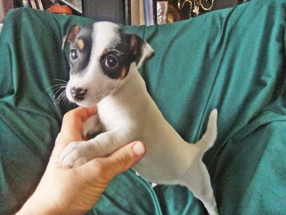 Jack Russel Terrier macho