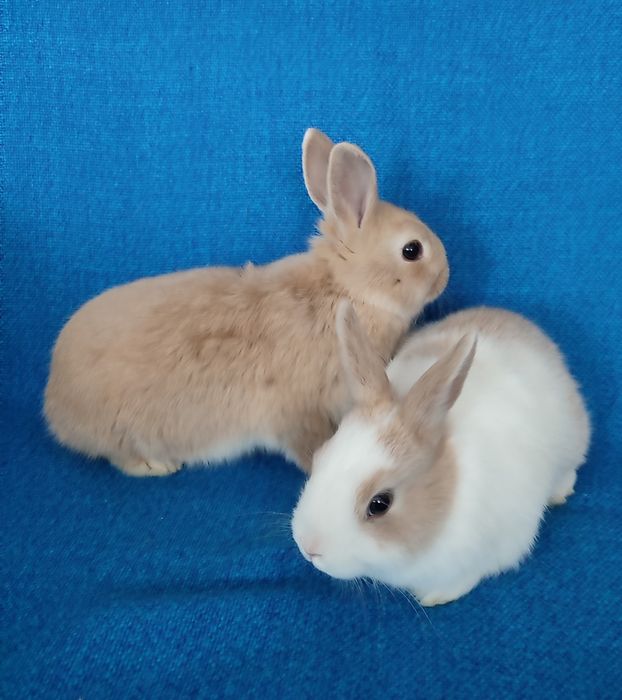 Мініатюрні кроленята.