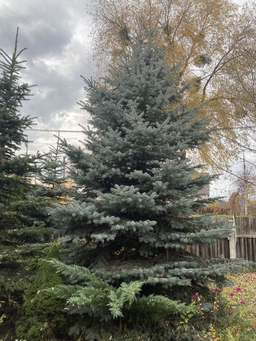 Ялинки живі (блакитні та зелені)