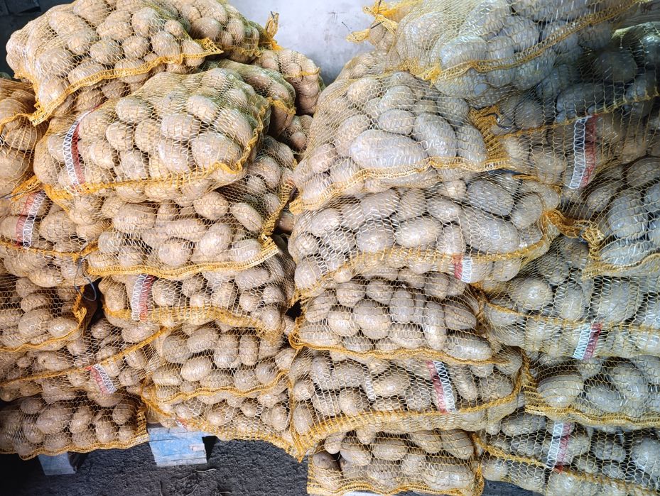 Ziemniaki jadalne WEGA 20 zł za 15 kg