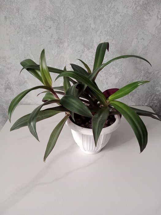 Традесканция, рео, комнатное растение, цветок