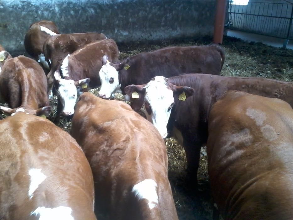 Hereford byki  rozpłodowe.