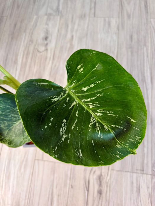 Monstera Bulbasaur