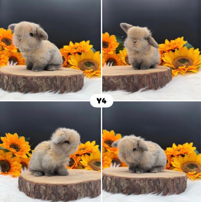 Kroliczek Mini Lop