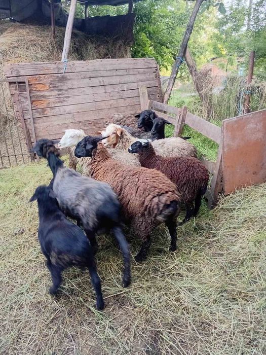 Продам овец вівці строчно