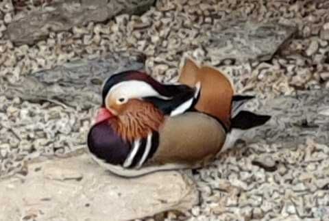 Patos galinhas perus garnizas  fracas