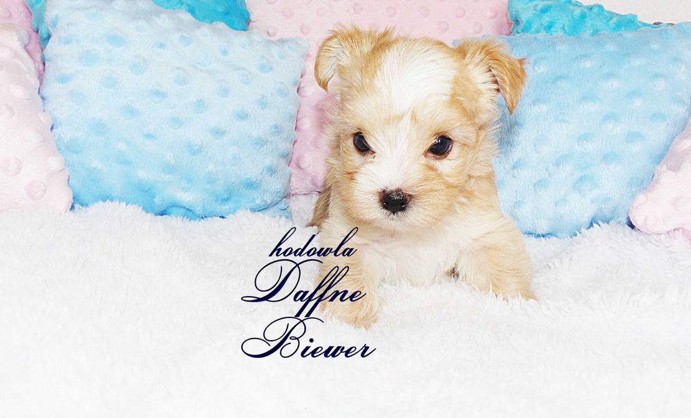 York Golddust Yorkshire Terrier