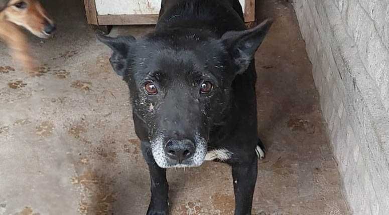 HOT - starszy pies prosi o dom